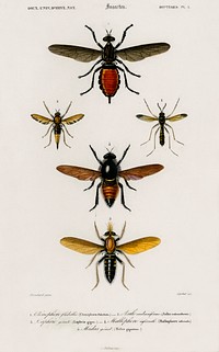 Different types of insects illustrated by <a href="https://www.rawpixel.com/search/Charles%20Dessalines%20D%27%20Orbigny?sort=curated&amp;page=1">Charles Dessalines D&#39; Orbigny</a> (1806-1876). Digitally enhanced from our own 1892 edition of Dictionnaire Universel D&#39;histoire Naturelle.