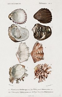 Different types of mollusks illustrated by<a href="https://www.rawpixel.com/search/Charles%20Dessalines%20D%27%20Orbigny?sort=curated&amp;page=1">Charles Dessalines D&#39; Orbigny</a> (1806-1876). Digitally enhanced from our own 1892 edition of Dictionnaire Universel D&#39;histoire Naturelle.