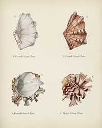 Fluted giant clam and Murex illustrated by <a href="https://www.rawpixel.com/search/Charles%20Dessalines%20D%27%20Orbigny?&amp;page=1">Charles Dessalines D&#39; Orbigny</a> (1806-1876). Digitally enhanced from our own 1892 edition of Dictionnaire Universel D&#39;histoire Naturelle.