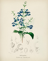 Salvia patens illustrated by <a href="https://www.rawpixel.com/search/Charles%20Dessalines%20D%27%20Orbigny?&amp;page=1">Charles Dessalines D&#39; Orbigny </a>(1806-1876). Digitally enhanced from our own 1892 edition of Dictionnaire Universel D&#39;histoire Naturelle.