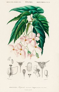 Begonia (Begonia incarnata) illustrated by <a href="https://www.rawpixel.com/search/Charles%20Dessalines%20D%27%20Orbigny?sort=curated&amp;page=1">Charles Dessalines D&#39; Orbigny</a> (1806-1876). Digitally enhanced from our own 1892 edition of Dictionnaire Universel D&#39;histoire Naturelle.