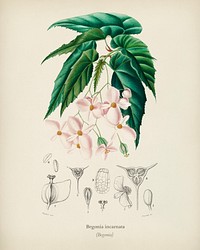 Begonia (Begonia incarnata) illustrated by Charles Dessalines D' Orbigny (1806-1876). Digitally enhanced from our own 1892 edition of Dictionnaire Universel D'histoire Naturelle.