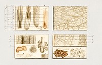 Collection of hand drawing of human skin structure illustrated by <a href="https://www.rawpixel.com/search/Charles%20Dessalines%20D%27%20Orbigny?&amp;page=1">Charles Dessalines D&#39; Orbigny</a> (1806-1876).