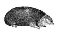 Vintage illustrations of Golden mole