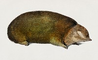 Golden mole (Chrysochloridae) illustrated by Charles Dessalines D' Orbigny (1806-1876). Digitally enhanced from our own 1892 edition of Dictionnaire Universel D'histoire Naturelle.