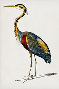 Purple heron (Ardea purpurea) illustrated by Charles Dessalines D' Orbigny (1806-1876). Digitally enhanced from our own 1892 edition of Dictionnaire Universel D'histoire Naturelle.