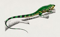 Green lizard (iguana) illustrated by Charles Dessalines D' Orbigny (1806-1876). Digitally enhanced from our own 1892 edition of Dictionnaire Universel D'histoire Naturelle.