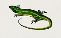 Green lizard (Lacerta viridis) illustrated by Charles Dessalines D' Orbigny (1806-1876). Digitally enhanced from our own 1892 edition of Dictionnaire Universel D'histoire Naturelle.