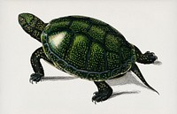 Pond turtle (Emys orbicularis) illustrated by <a href="https://www.rawpixel.com/search/Charles%20Dessalines%20D%27%20Orbigny?&amp;page=1">Charles Dessalines D&#39; Orbigny</a> (1806-1876). Digitally enhanced from our own 1892 edition of Dictionnaire Universel D&#39;histoire Naturelle.