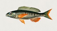Pandoara Fish (Sparus Erthrinus) illustrated by <a href="https://www.rawpixel.com/search/Charles%20Dessalines%20D%27%20Orbigny?&amp;page=1">Charles Dessalines D&#39; Orbigny </a>(1806-1876). Digitally enhanced from our own 1892 edition of Dictionnaire Universel D&#39;histoire Naturelle.