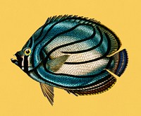 Vintage Illustration of Chaetodon meyeri.