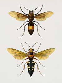 Different types of insects illustrated by <a href="https://www.rawpixel.com/search/Charles%20Dessalines%20D%27%20Orbigny?&amp;page=1">Charles Dessalines D&#39; Orbigny</a> (1806-1876). Digitally enhanced from our own 1892 edition of Dictionnaire Universel D&#39;histoire Naturelle.