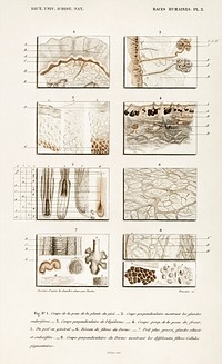 Collection of hand drawing of human skin structure illustrated by <a href="https://www.rawpixel.com/search/Charles%20Dessalines%20D%27%20Orbigny?sort=curated&amp;page=1">Charles Dessalines D&#39; Orbigny</a> (1806-1876).