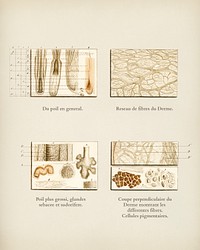 Collection of hand drawing of human skin structure illustrated by <a href="https://www.rawpixel.com/search/Charles%20Dessalines%20D%27%20Orbigny?&amp;page=1">Charles Dessalines D&#39; Orbigny</a> (1806-1876).