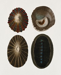 Different types of mollusks illustrated by <a href="https://www.rawpixel.com/search/Charles%20Dessalines%20D%27%20Orbigny?&amp;page=1">Charles Dessalines D&#39; Orbigny</a> (1806-1876). Digitally enhanced from our own 1892 edition of Dictionnaire Universel D&#39;histoire Naturelle.