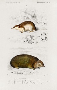 Shrew (Sorex) and Golden mole (Chrysochloridae) illustrated by <a href="https://www.rawpixel.com/search/Charles%20Dessalines%20D%27%20Orbigny?sort=curated&amp;page=1">Charles Dessalines D&#39; Orbigny</a> (1806-1876). Digitally enhanced from our own 1892 edition of Dictionnaire Universel D&#39;histoire Naturelle.