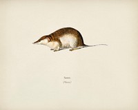 Shrew (Sorex) illustrated by <a href="https://www.rawpixel.com/search/Charles%20Dessalines%20D%27%20Orbigny?&amp;page=1">Charles Dessalines D&#39; Orbigny </a>(1806-1876). Digitally enhanced from our own 1892 edition of Dictionnaire Universel D&#39;histoire Naturelle.