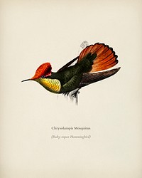 Tufted Coquette (Lophornis Ornatus) illustrated by <a href="https://www.rawpixel.com/search/Charles%20Dessalines%20D%27%20Orbigny?&amp;page=1">Charles Dessalines D&#39; Orbigny</a> (1806-1876). Digitally enhanced from our own 1892 edition of Dictionnaire Universel D&#39;histoire Naturelle.