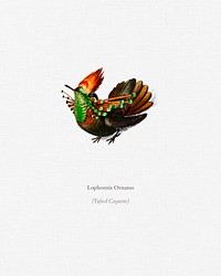 Tufted Coquette (Lophornis Ornatus) illustrated by <a href="https://www.rawpixel.com/search/Charles%20Dessalines%20D%27%20Orbigny?&amp;page=1">Charles Dessalines D&#39; Orbigny</a> (1806-1876). Digitally enhanced from our own 1892 edition of Dictionnaire Universel D&#39;histoire Naturelle.