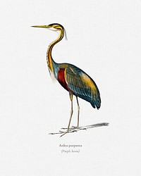 Purple heron (Ardea purpurea) illustrated by <a href="https://www.rawpixel.com/search/Charles%20Dessalines%20D%27%20Orbigny?&amp;page=1">Charles Dessalines D&#39; Orbigny</a> (1806-1876). Digitally enhanced from our own 1892 edition of Dictionnaire Universel D&#39;histoire Naturelle.