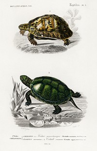 Tortoises (Testudo) and Pond turtle (Emys orbicularis) illustrated by <a href="https://www.rawpixel.com/search/Charles%20Dessalines%20D%27%20Orbigny?sort=curated&amp;page=1">Charles Dessalines D&#39; Orbigny</a> (1806-1876). Digitally enhanced from our own 1892 edition of Dictionnaire Universel D&#39;histoire Naturelle.