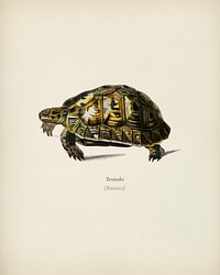 Tortoises (Testudo) illustrated by <a href="https://www.rawpixel.com/search/Charles%20Dessalines%20D%27%20Orbigny?&amp;page=1">Charles Dessalines D&#39; Orbigny </a>(1806-1876). Digitally enhanced from our own 1892 edition of Dictionnaire Universel D&#39;histoire Naturelle.