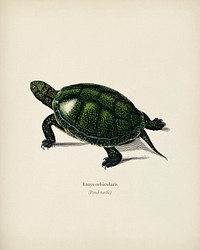 Pond turtle (Emys orbicularis) illustrated by <a href="https://www.rawpixel.com/search/Charles%20Dessalines%20D%27%20Orbigny?&amp;page=1">Charles Dessalines D&#39; Orbigny</a> (1806-1876). Digitally enhanced from our own 1892 edition of Dictionnaire Universel D&#39;histoire Naturelle.