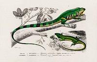 Green lizard (iguana) and Green lizard (Lacerta viridis) illustrated by <a href="https://www.rawpixel.com/search/Charles%20Dessalines%20D%27%20Orbigny?sort=curated&amp;page=1">Charles Dessalines D&#39; Orbigny</a> (1806-1876), Digitally enhanced from our own 1892 edition of Dictionnaire Universel D&#39;histoire Naturelle.
