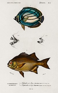 Different types of fishes illustrated by Charles Dessalines D' Orbigny (1806-1876). Digitally enhanced from our own 1892 edition of Dictionnaire Universel D'histoire Naturelle.