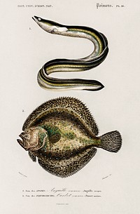 Different types of fishes illustrated by <a href="https://www.rawpixel.com/search/Charles%20Dessalines%20D%27%20Orbigny?sort=curated&amp;page=1">Charles Dessalines D&#39; Orbigny</a> (1806-1876). Digitally enhanced from our own 1892 edition of Dictionnaire Universel D&#39;histoire Naturelle.