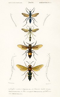 Different types of wasps illustrated by <a href="https://www.rawpixel.com/search/Charles%20Dessalines%20D%27%20Orbigny?sort=curated&amp;page=1">Charles Dessalines D&#39; Orbigny</a> (1806-1876). Digitally enhanced from our own 1892 edition of Dictionnaire Universel D&#39;histoire Naturelle.