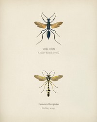 Different types of insects illustrated by Charles Dessalines D' Orbigny (1806-1876). Digitally enhanced from our own 1892 edition of Dictionnaire Universel D'histoire Naturelle.