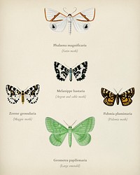 Collection of moths illustrated by <a href="https://www.rawpixel.com/search/Charles%20Dessalines%20D%27%20Orbigny?&amp;page=1">Charles Dessalines D&#39; Orbigny </a>(1806-1876). Digitally enhanced from our own 1892 edition of Dictionnaire Universel D&#39;histoire Naturelle.