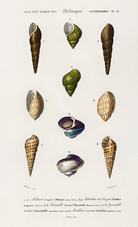 Different types of mollusks illustrated by <a href="https://www.rawpixel.com/search/Charles%20Dessalines%20D%27%20Orbigny?sort=curated&amp;page=1">Charles Dessalines D&#39; Orbigny</a> (1806-1876). Digitally enhanced from our own 1892 edition of Dictionnaire Universel D&#39;histoire Naturelle.