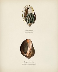 Striped bonnet (Cassis undata) and Persian purpura (Purpura persica) illustrated by <a href="https://www.rawpixel.com/search/Charles%20Dessalines%20D%27%20Orbigny?&amp;page=1">Charles Dessalines D&#39; Orbigny</a> (1806-1876). Digitally enhanced from our own 1892 edition of Dictionnaire Universel D&#39;histoire Naturelle.