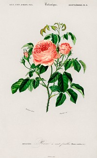 Cabbage Rose (Rosa Centifilia) illustrated by <a href="https://www.rawpixel.com/search/Charles%20Dessalines%20D%27%20Orbigny?sort=curated&amp;page=1">Charles Dessalines D&#39; Orbigny</a> (1806-1876). Digitally enhanced from our own 1892 edition of Dictionnaire Universel D&#39;histoire Naturelle.