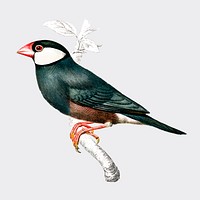 Java Sparrow (Lonchura Oryzivora) illustrated by Charles Dessalines D' Orbigny (1806-1876). Digitally enhanced from our own 1892 edition of Dictionnaire Universel D'histoire Naturelle.