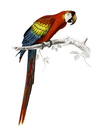 Macaw (Ara canga) illustrated by <a href="https://www.rawpixel.com/search/Charles%20Dessalines%20D%27%20Orbigny?">Charles Dessalines D&#39; Orbigny</a> (1806-1876). Digitally enhanced from our own 1892 edition of Dictionnaire Universel D&#39;histoire Naturelle.