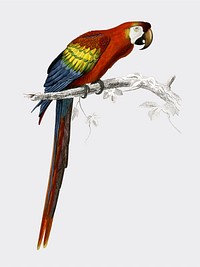 Macaw (Ara canga) illustrated by Charles Dessalines D' Orbigny (1806-1876). Digitally enhanced from our own 1892 edition of Dictionnaire Universel D'histoire Naturelle.