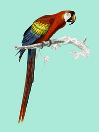Macaw (Ara canga) illustrated by <a href="https://www.rawpixel.com/search/Charles%20Dessalines%20D%27%20Orbigny?">Charles Dessalines D&#39; Orbigny</a> (1806-1876). Digitally enhanced from our own 1892 edition of Dictionnaire Universel D&#39;histoire Naturelle.
