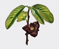 Asimina triloba illustrated by <a href="https://www.rawpixel.com/search/Charles%20Dessalines%20D%27%20Orbigny?&amp;page=1">Charles Dessalines D&#39; Orbigny</a> (1806-1876). Digitally enhanced from our own 1892 edition of Dictionnaire Universel D&#39;histoire Naturelle.
