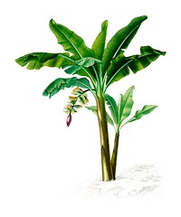 Musa Chinensis illustrated by <a href="https://www.rawpixel.com/search/Charles%20Dessalines%20D%27%20Orbigny?&amp;page=1">Charles Dessalines D&#39; Orbigny</a> (1806-1876). Digitally enhanced from our own 1892 edition of Dictionnaire Universel D&#39;histoire Naturelle.