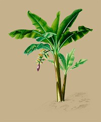 Musa Chinensis illustrated by Charles Dessalines D' Orbigny (1806-1876). Digitally enhanced from our own 1892 edition of Dictionnaire Universel D'histoire Naturelle.