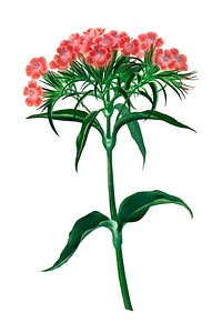 Sweet william (Dianthus barbatus) illustrated by Charles Dessalines D' Orbigny (1806-1876). Digitally enhanced from our own 1892 edition of Dictionnaire Universel D'histoire Naturelle.