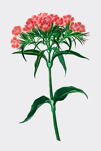 Sweet william (Dianthus barbatus) illustrated by <a href="https://www.rawpixel.com/search/Charles%20Dessalines%20D%27%20Orbigny?&amp;page=1">Charles Dessalines D&#39; Orbigny</a> (1806-1876). Digitally enhanced from our own 1892 edition of Dictionnaire Universel D&#39;histoire Naturelle.