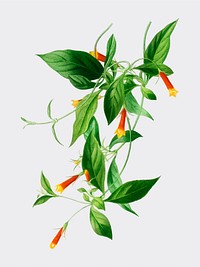 Candy corn Vine (Manettia bicolor) illustrated by Charles Dessalines D' Orbigny (1806-1876). Digitally enhanced from our own 1892 edition of Dictionnaire Universel D'histoire Naturelle.