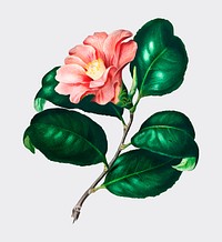 Camellia japonica (Cam&eacute;lia du Japon) illustrated by <a href="https://www.rawpixel.com/search/Charles%20Dessalines%20D%27%20Orbigny?&amp;page=1">Charles Dessalines D&#39; Orbigny</a> (1806-1876). Digitally enhanced from our own 1892 edition of Dictionnaire Universel D&#39;histoire Naturelle.