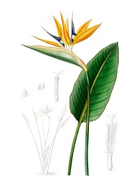 Bird of paradise (Strelitzia Reginae) illustrated by Charles Dessalines D' Orbigny (1806-1876). Digitally enhanced from our own 1892 edition of Dictionnaire Universel D'histoire Naturelle.