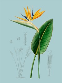 Bird of paradise (Strelitzia Reginae) illustrated by <a href="https://www.rawpixel.com/search/Charles%20Dessalines%20D%27%20Orbigny?&amp;page=1">Charles Dessalines D&#39; Orbigny</a> (1806-1876). Digitally enhanced from our own 1892 edition of Dictionnaire Universel D&#39;histoire Naturelle.