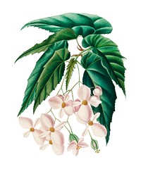 Begonia (Begonia incarnata) illustrated by Charles Dessalines D' Orbigny (1806-1876). DDigitally enhanced from our own 1892 edition of Dictionnaire Universel D'histoire Naturelle.